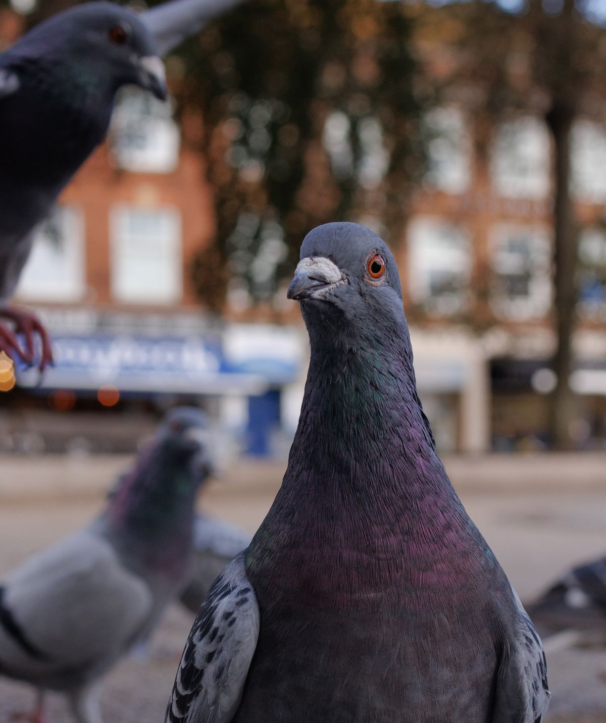 Pigeon & Bird Control