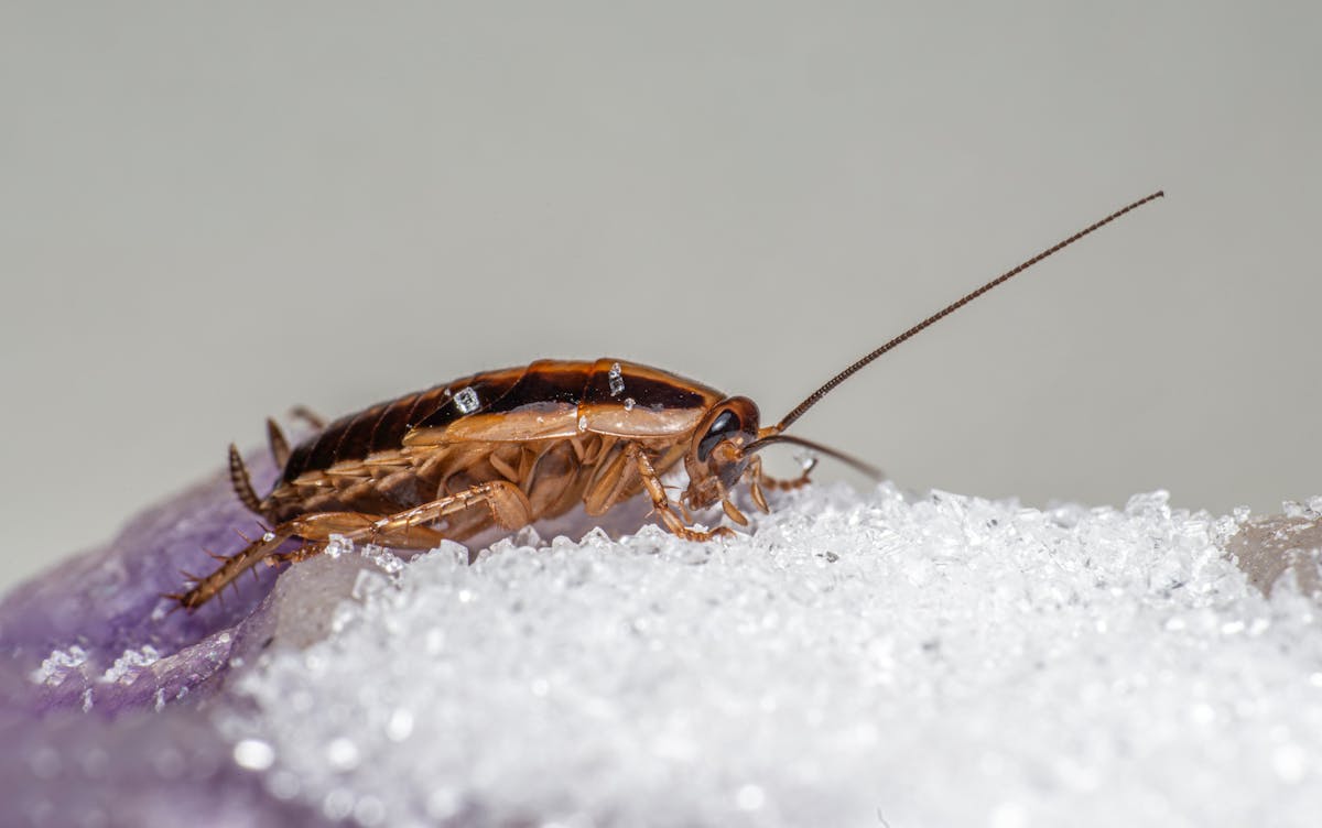 Cockroach & Water Bug Control