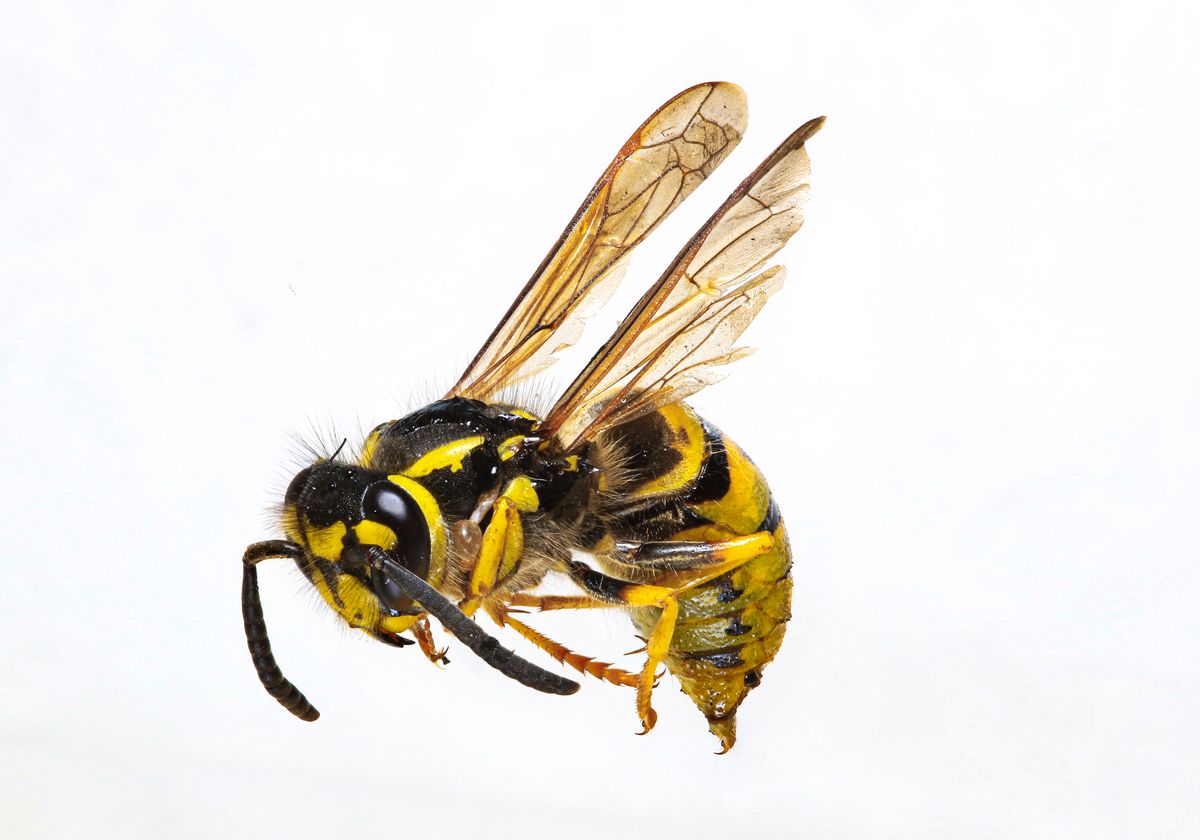 Wasp, Hornet & Bee Removal
